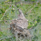 A velvet spider nest. (Image: Bernard Dupont/Wikimedia)